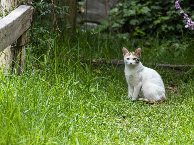 spirit of the river lodge Sacred Valley Lodge Cusco (10)