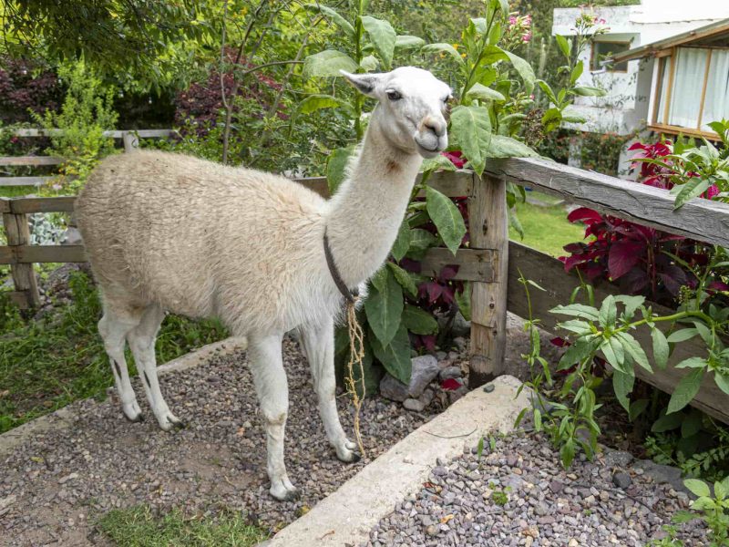 spirit of the river lodge Sacred Valley Lodge Cusco (14)